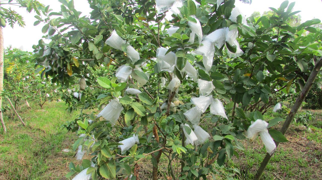 Orchard Fruit Farm Bungalow Phú Quốc Exterior photo
